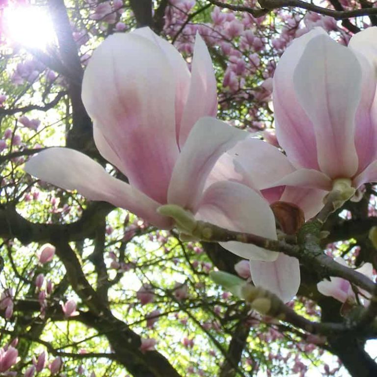 Magnolienbäume Nordheide – Koppermann - Garten- u. Landschaftsbau
