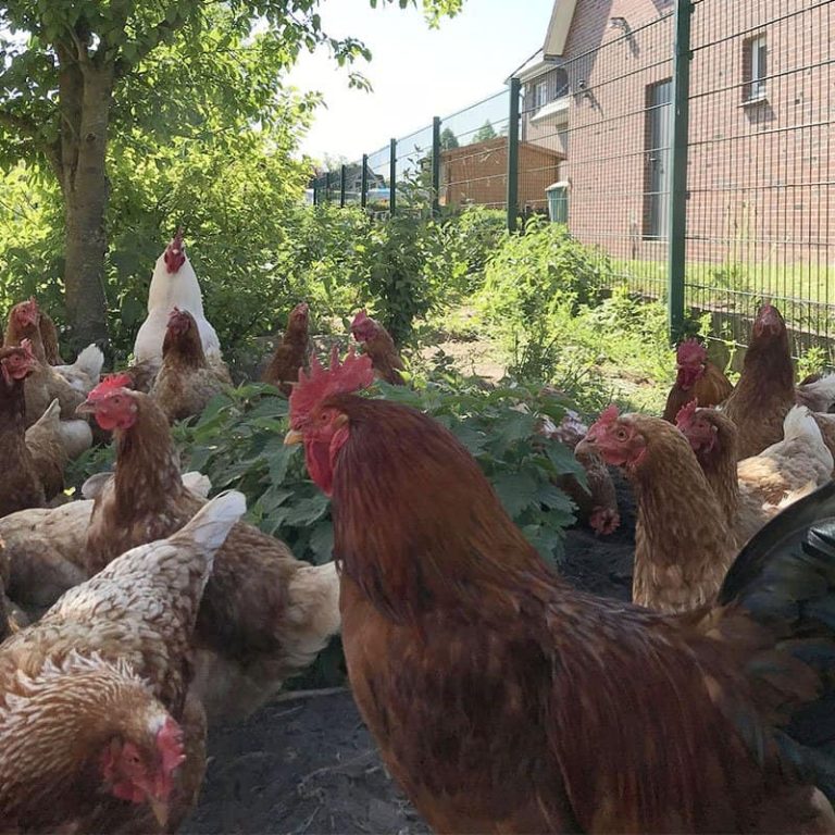 Freilandeier im Landkreis Harburg - Biolandbetrieb Benecke