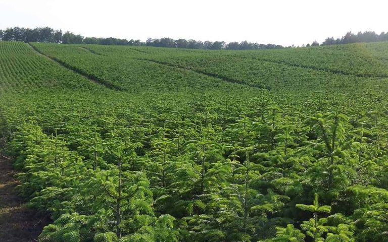 Wheinachstbaumplantage